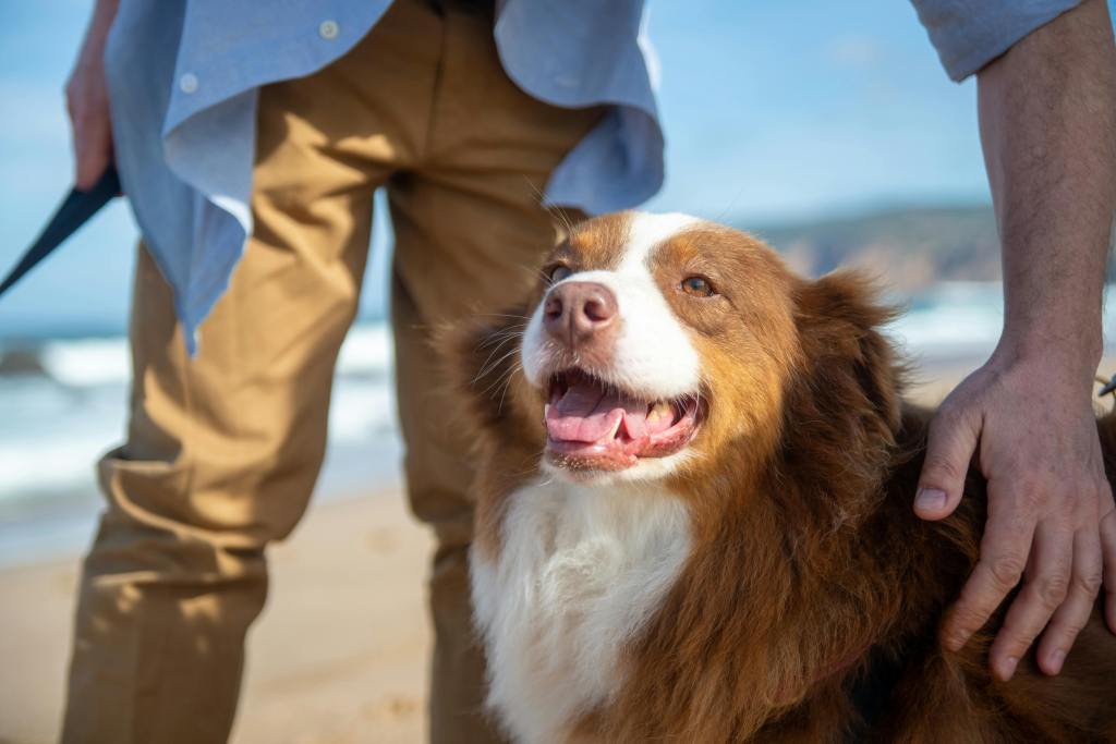 Effective Methods to Soothe Anxious&nbsp;Dogs