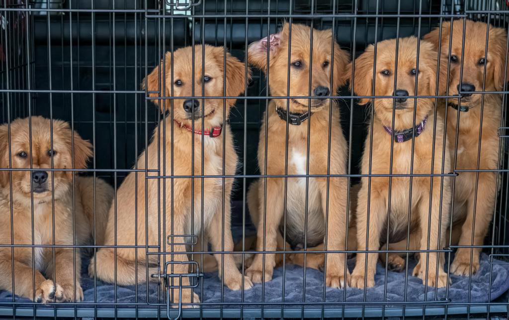 Dog Crates: A Vital Tool in Anxiety Training&nbsp;Programs