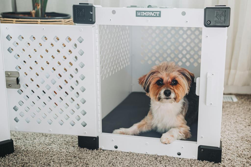 How to Crate Train a Dog With Trauma or&nbsp;PTSD