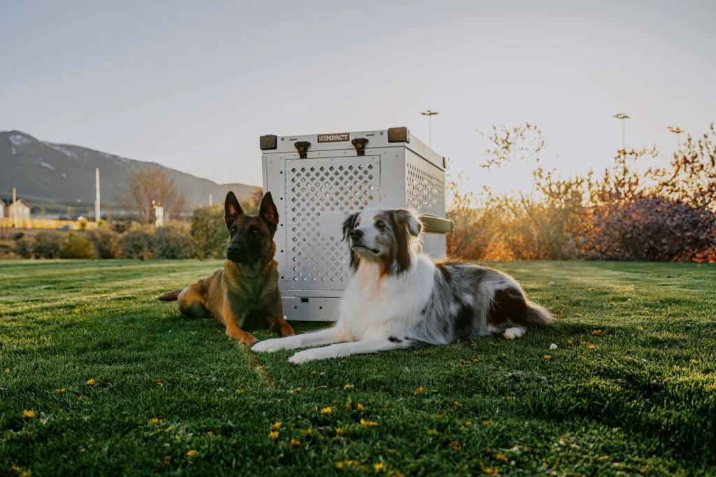 Crate Training for High-Energy Dogs with&nbsp;Anxiety