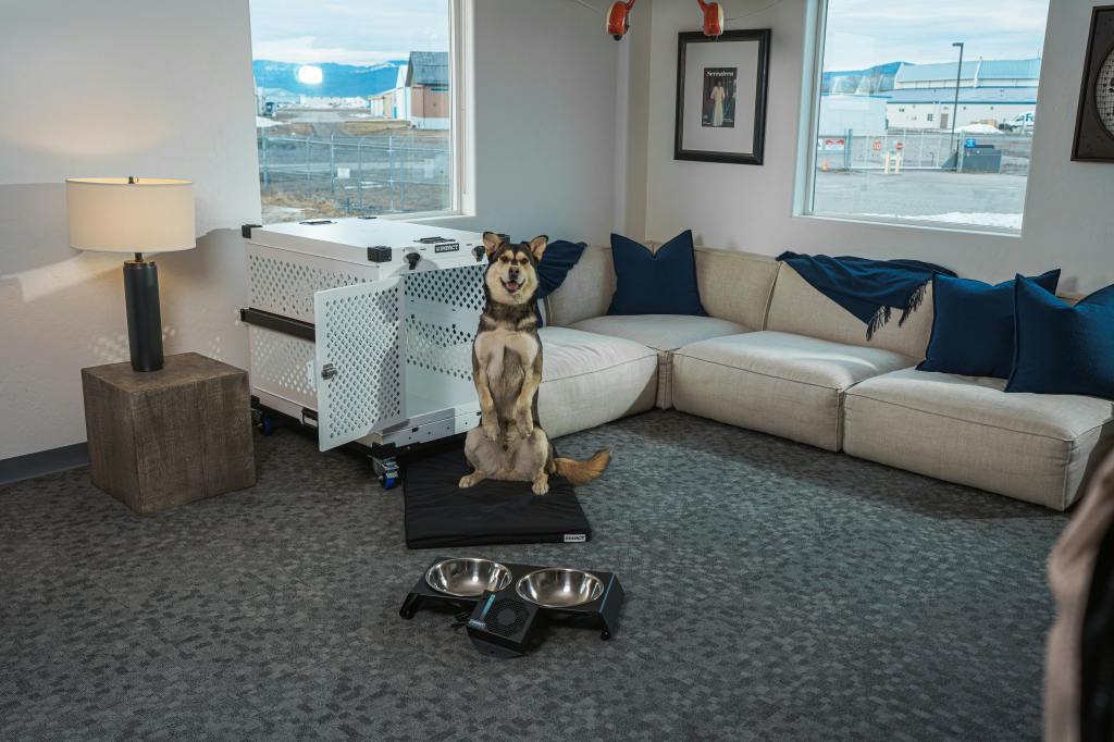 Daily Crate Use: A Simple Habit That Reduces Dog&nbsp;Anxiety