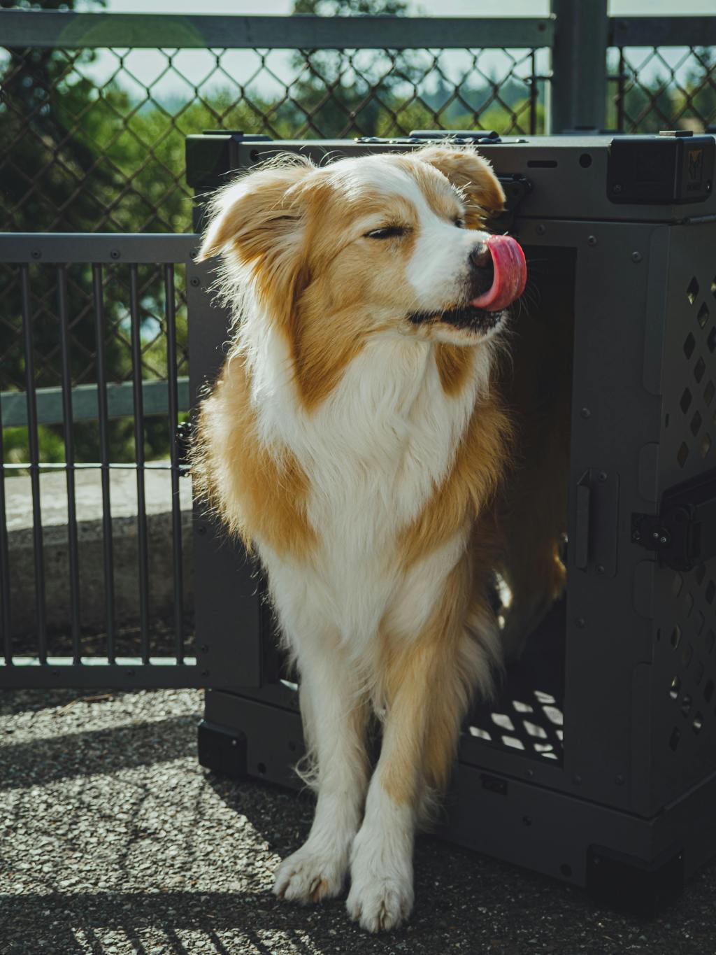 Teaching Kids to Respect the Crate of an Anxious&nbsp;Dog