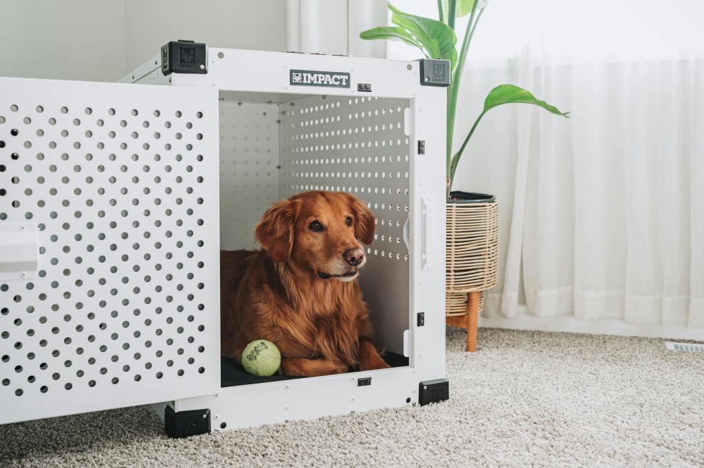 The Best Times of Day to Crate an Anxious&nbsp;Dog