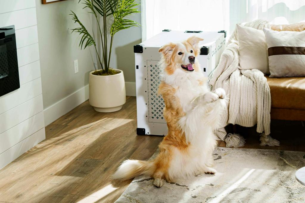 How Crates Help Dogs With Anxiety During Family Transitions (new baby, move,&nbsp;etc.)