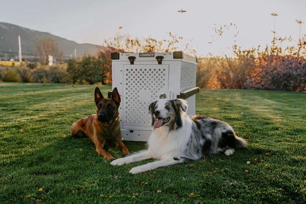 How Crate Training Helps With Generalized Canine&nbsp;Anxiety