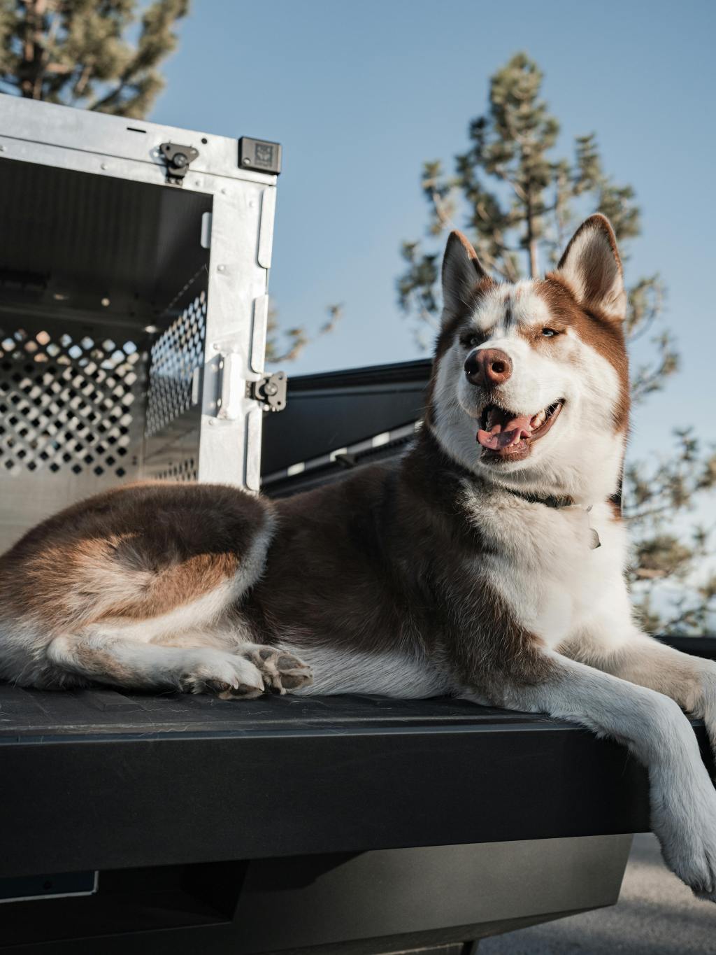 Soundproofing Tips for Crates in Noise-Sensitive&nbsp;Dogs