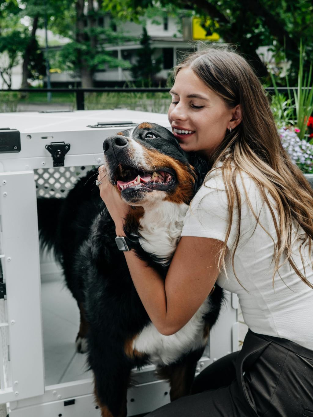 Crates and Visual Barriers: How Reducing Stimulation Helps Dogs&nbsp;Cope