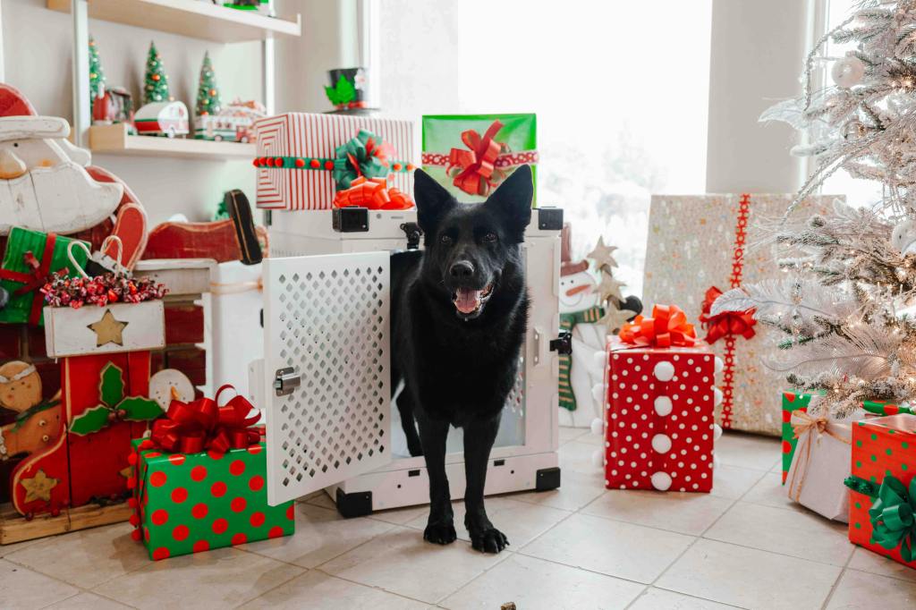 Can Crating Reduce Vet Anxiety? How to Build Confidence Through&nbsp;Confinement