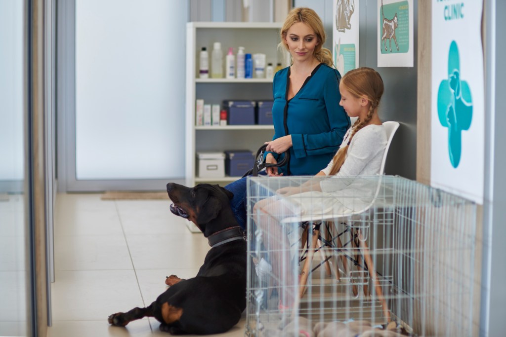 When to Call the Vet: Anxiety Signs Crates Alone Can’t&nbsp;Fix