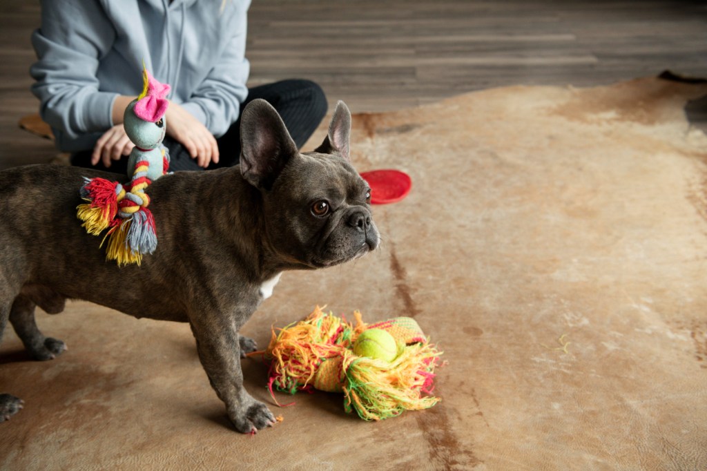 Boredom Busters: Enrichment Toys for Anxious Dogs in&nbsp;Crates