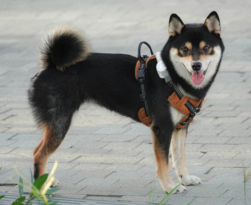 Creating a Sound‑Proof Sanctuary: Reducing Noise Anxiety Inside the&nbsp;Crate