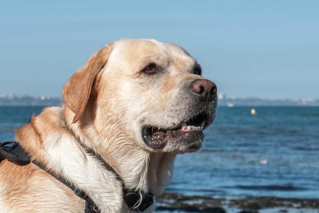 Breed‑Specific Crating Tips for Anxiety‑Prone Dogs (Border Collies vs.&nbsp;Chihuahuas)