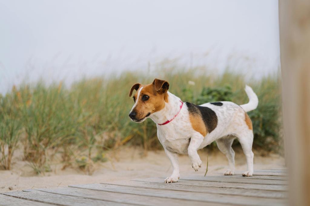 Balancing Exercise and Crate Time: Finding the Right Schedule for Anxious&nbsp;Dogs