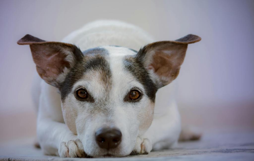 Navigating Regression: What to Do When Your Dog Suddenly Fears the Crate&nbsp;Again