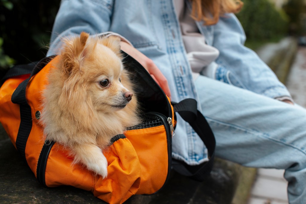 Crates vs. Anxiety Jackets: Which Calms Dogs&nbsp;Faster?